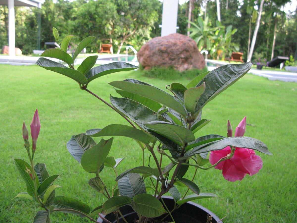 Anuhas Airport Villas Katunayaka Extérieur photo